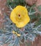 Mexican prickly poppy flower