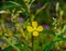 Mexican Primrose Willow - Ludwigia octovalvis - bright yellow flower, bloom or blossom with four petals