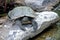 Mexican red eared turtle warms up on a rock in Mexico