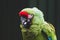 Mexican Red-headed tropical parrot on a brunch, zoo. birds. Colorful exotic birds