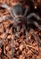 Mexican Red Knee Tarantula