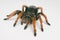 Mexican Red-kneed Tarantula. Focus on head