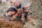 Mexican Red-Legged Tarantula