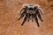 Mexican Red Rump or Black Velvet Tarantula