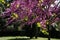 Mexican Redbud Tree Springtime Blossoms. Cercis siliquastrum