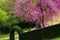 Mexican Redbud Tree Springtime Blossoms. Cercis siliquastrum