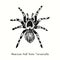 Mexican redknee tarantula (Brachypelma hamorii). Ink black and white doodle drawing