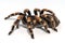 Mexican redknee tarantula Brachypelma smithi isolated on white background