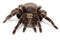 Mexican redknee tarantula Brachypelma smithi isolated on white background