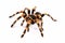 Mexican redknee tarantula Brachypelma smithi, spider female