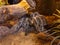 Mexican redknee tarantula Brachypelma smithi on a stone