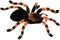 Mexican redknee tarantula illustration