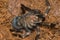 Mexican redknee tarantula shedding it`s skin, Brachypelma smithi