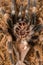 Mexican redknee tarantula shedding it`s skin, Brachypelma smithi