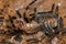 Mexican redknee tarantula shedding it`s skin, Brachypelma smithi