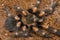 Mexican redknee tarantula shedding it`s skin, Brachypelma smithi