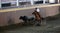 Mexican rider knocking down a calf