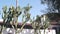 Mexican rural homestead garden. Succulent cactus plants, white wall, California.