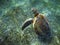 Mexican Sea Turtle underwater swimming on the ground