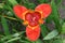 Mexican shellflower, Tigridia pavonia, burgundy red colour