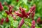 Mexican shrimp plant a.k.a. false hop Justicia brandegeeana bracts and flowers closeup - Davie, Florida, USA