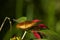 Mexican silverspot (Dione moneta) resting on a flower on a blurred background