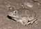 Mexican spadefoot toad