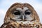 Mexican Spotted Owl