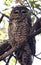 A Mexican Spotted Owl on its Roost