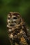 Mexican Spotted Owl Portrait