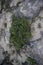 Mexican succulents growing on the rocks at the coast, Isla Mujeres, Mexico