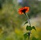 Mexican Sunflower 0146