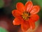 Mexican Sunflower