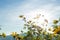 Mexican sunflower Amazing view with green grass and blue sky lan