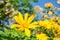 Mexican sunflower Amazing view with green grass and blue sky lan