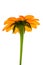 Mexican Sunflower backlit looking up on pure white background.