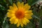 Mexican Sunflower closeup