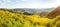 Mexican Sunflower Field Panorama