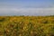 Mexican sunflower with foggy