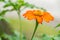 Mexican Sunflower in Full Bloom.