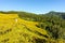 Mexican sunflower on hill