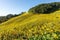 Mexican sunflower on hill