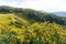 Mexican sunflower on hill