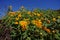 Mexican sunflower, invasive weed with beautiful flower, change to be tourist attractive