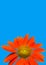 Mexican Sunflower Isolated on Blue
