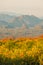 Mexican Sunflower with sunset on the mountain. Close-up Tree Marigold or at Mae moh, Lampang, Thailand. Beautiful landscape