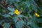 Mexican sunflower, Tithonia diversifolia