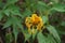 Mexican sunflower Tithonia diversifolia with a natural background. Also, use as herbal medicine for diabetes