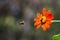 Mexican Sunflower - Tithonia diversifolia - with Two Bumble Bees
