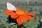 Mexican Sunflower, Tithonia Torch, Orange